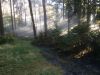 Brand B Wald